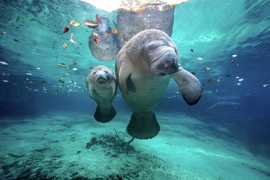 Crystal River Manatees West Indian Manatee